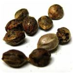 Семена марихуаны АК-47  (Seeds AK-47) в Кадникове